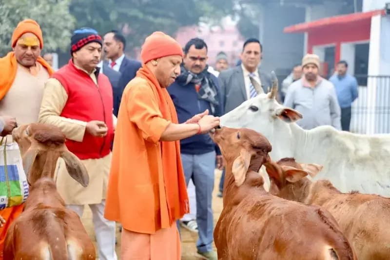 यूपी में 65 जिलों के गौ-आश्रय स्थलों पर विशेष मॉनिटरिंग सिस्टम लागू  